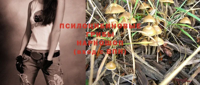 магазин    Серафимович  Псилоцибиновые грибы Magic Shrooms 